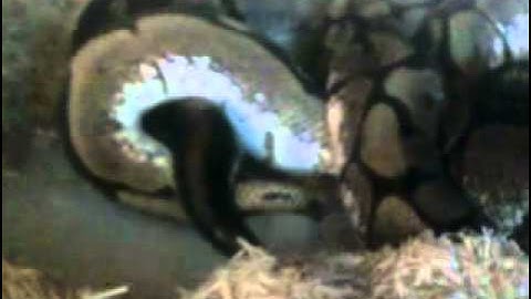 Ball Python Breeding Season 2010-2011