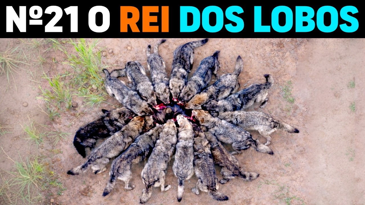 🚨 ЭТО НЕ НОРМАЛЬНО! КОРОЛЬ ВОЛКОВ появился в США - Волк №21