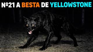 🚨 NÃO É NORMAL! O REI DOS LOBOS surgiu nos EUA - Lobo nº21