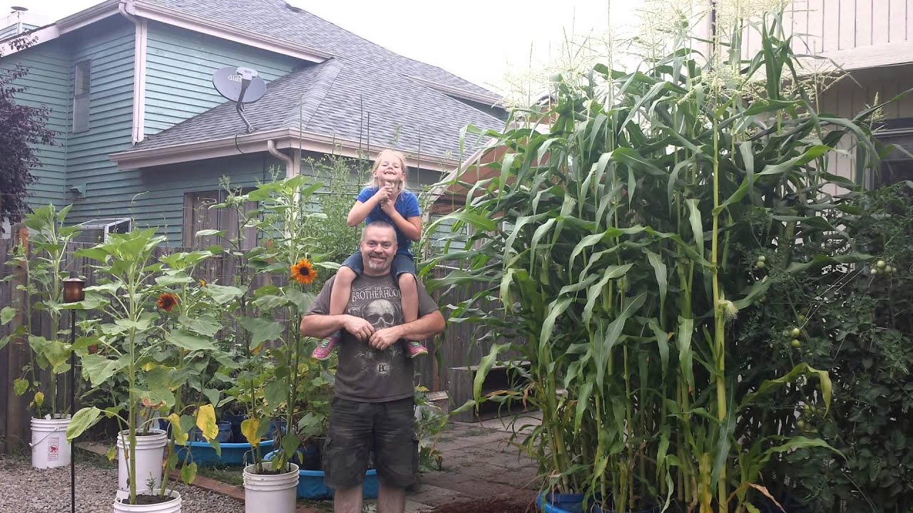 Growing Corn in Containers and Bags  Vivs Reviews