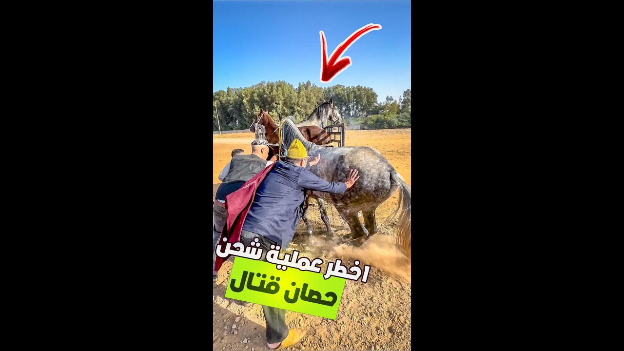 🚨اخـطر عميلة شحـن الخيل 😱 عـود حـران قتـال هرس طوموبيل🤔 خسارة نيشان 😢💔