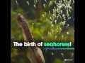 The birth of seahorses