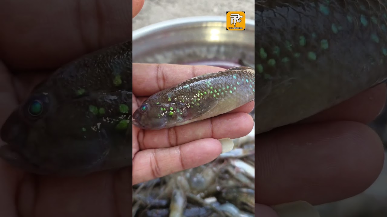 छोटा नीवटा | Mudskipper 