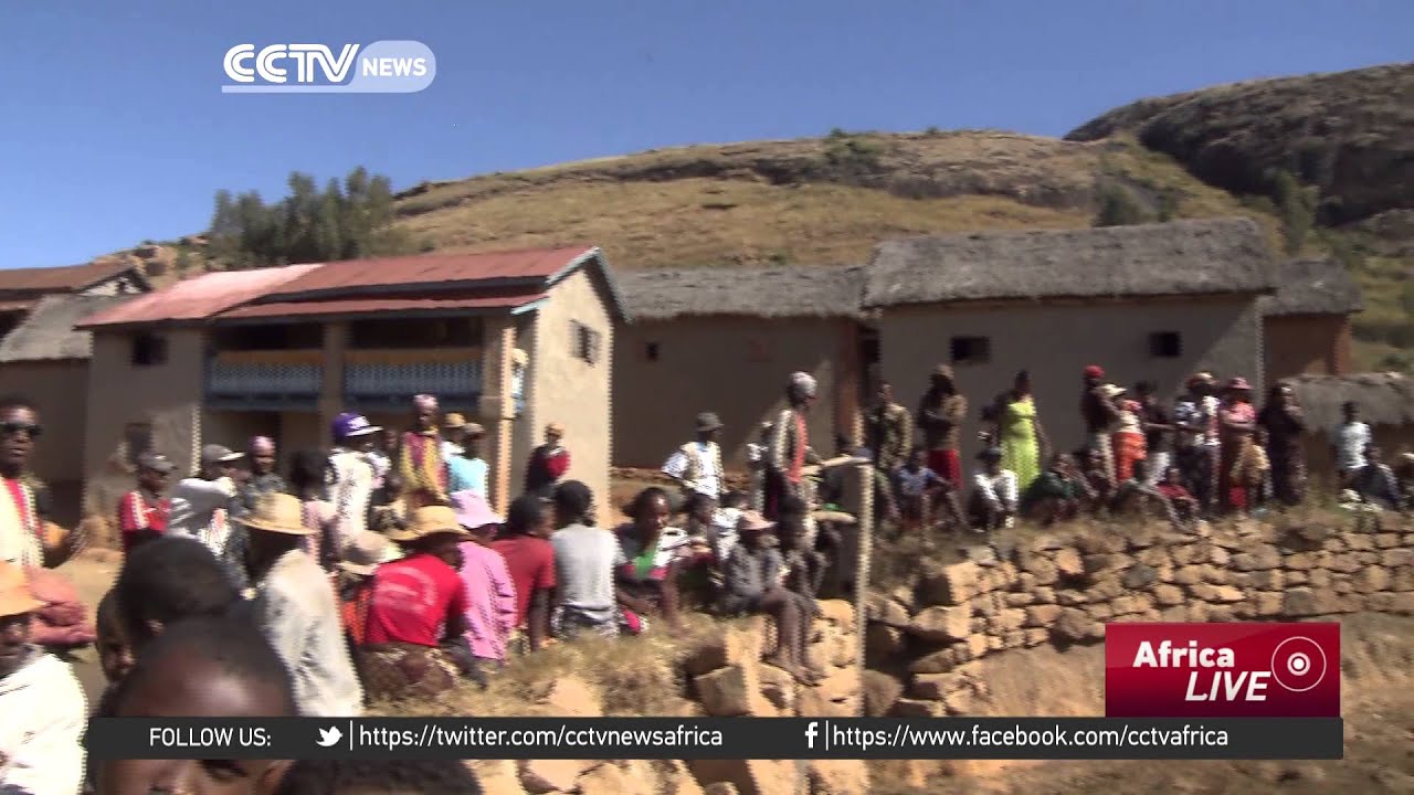 Zebu Wrestling Showcases Madagascar's Unique Culture