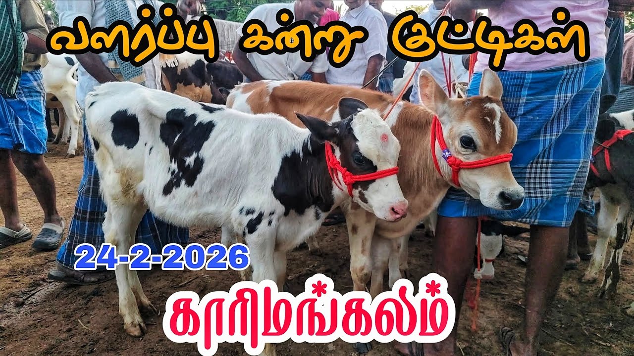 24-2-2026 வளர்ப்பு கன்று குட்டிகள் விலை நிலவரம் காரிமங்கலம் சந்தை தருமபுரி மாவட்டம் 