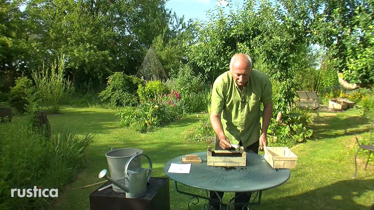 Semis de pavots d'Islande YouTube