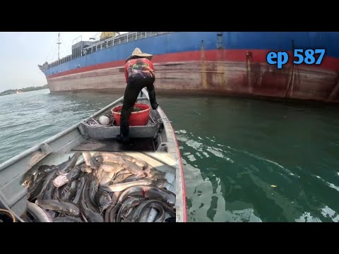 Karau rawai sembilang ep.587