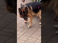 聰明的狗狗知道哪裡可以丟垃圾#The Smart Dog Knows Where to Throw Away The Trash