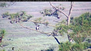 Savannah Ghos 4192022 - Osprey On Back Pine Branch Cam 1 View