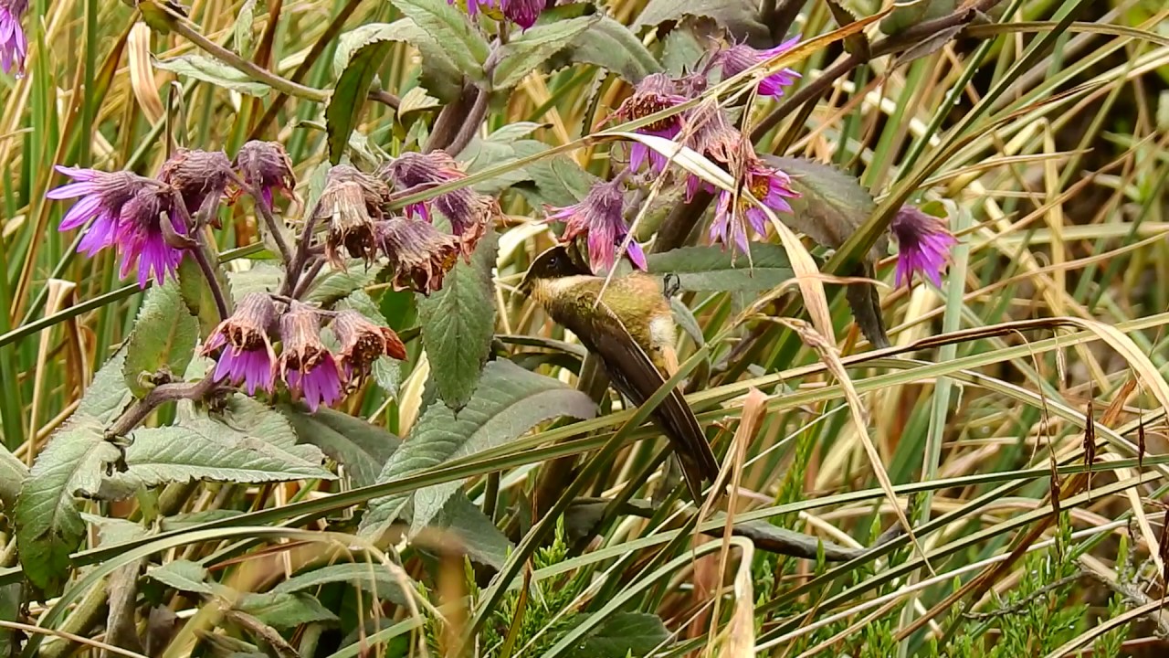 Buffy Helmetcrest (endemic) / Birds of Colombia