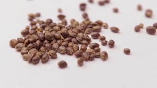 Seeds 03