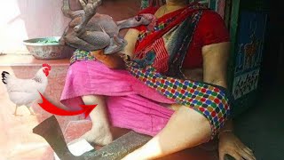 Village Girl Live Broiler Chicken Cutting Video Village Girl Live Broiler Chicken Cutting Video