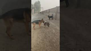 German Shepherd, Rottweiler and American bully