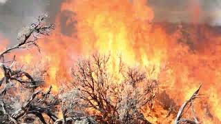 Terra Torch Juniper Ignition 2