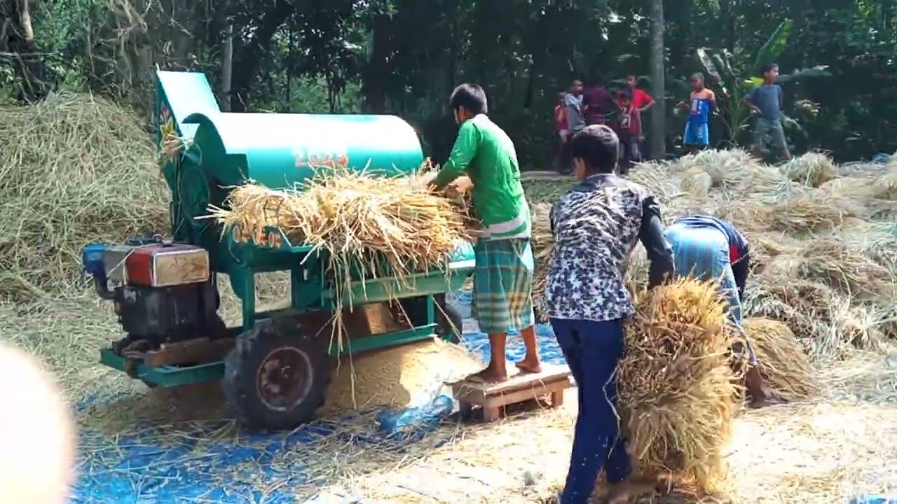 গ্রামীন পরিবেশে ধান মাড়াই পদ্ধতি।। Rice threshing system in rural environment. 