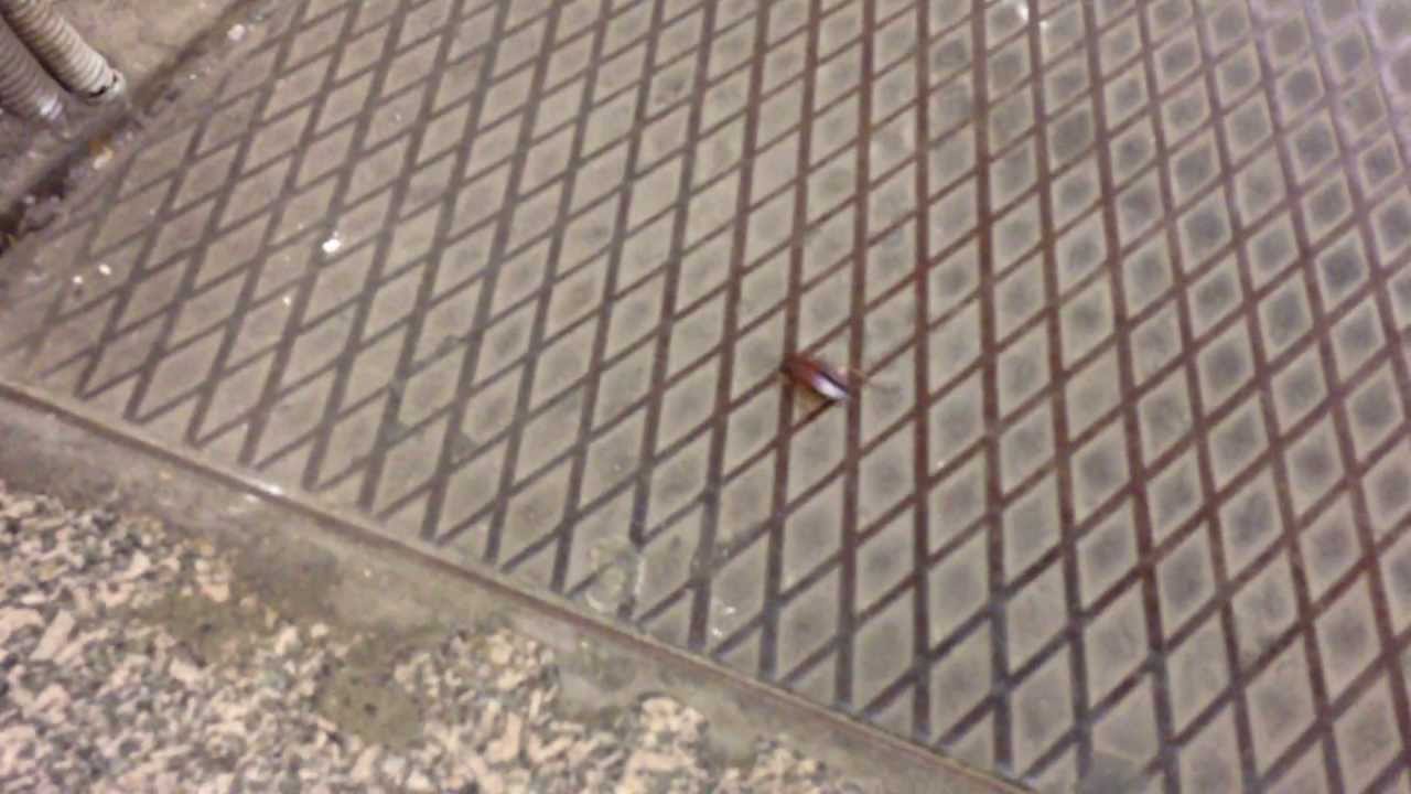 Тараканы в метро Тараканы в метро