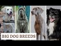 Big Dog Breeds List | Large Dog Breeds Explained