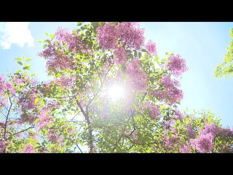 Video: Ceriņu Maisiņš - Nešķirieties No Pavasara Smaržas