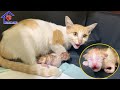 Mommy cat give birth for her cutest baby kitten after 1 day of rescue – That was a miracle