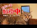 2026.9.16【Cat Live Stream】看板猫かもめの『ただいま勤務中』のサムネイル