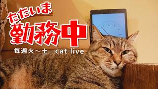 2026.9.16【Cat Live Stream】看板猫かもめの『ただいま勤務中』