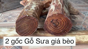Cần Ra 2 Gốc Gỗ Sưa Miền Bắc Chất Gỗ Vân Gỗ Đặc Sắc Của Gỗ Sưa Bắc Bộ Gỗ Trên 20 Năm Tuổi