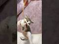 子猫が釣れた #子ネコ #子猫の成長動画 #保護猫