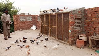 Pigeon house 2023 ky new design | Pigeon house banany k tareeqa by Village Construction Secrets 141,179 views 9 months ago 13 minutes, 33 seconds