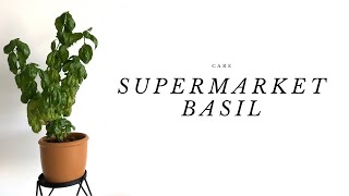 3 Tricks To Keep Your Supermarket Basil Alive | Care Video