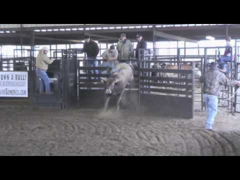 2010 FUTURITY BULL W2781C OPTIMUS PRIME OWNED BY BOB & JERI ADAMS & TRAINED BY THE JAYNES GANG