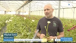 Impact du CORONAVIRUS pour les horticulteurs - GAEC AZUR ROSES à La Crau (83)