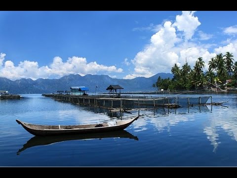 belajar budidaya ikan nila kja danau maninjau belajar budidaya ikan nila kja danau maninjau
