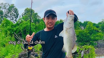 Câu cá chẽm | câu cá chẽm thiên nhiên cà mau