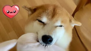 Shibe with impawtant message by Rapid Liquid 12,840 views 3 weeks ago 41 seconds