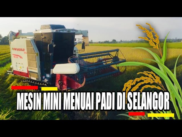 Mesin Menuai Padi Musim Menuai Telah Bermula Youtube