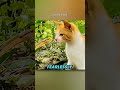 Mind-Blowing Animal Facts for USA Peoples 🇺🇸 #usa #america #unitedstates #facts #animalfacts #animal