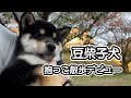 抱っこされてお散歩デビューする姿がかわいい豆柴子犬