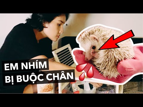 Video: Cách Buộc Một Con Nhím