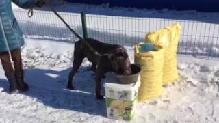ХотьDog - каша быстрого приготовления, Видео 3 ХотьDog - каша быстрого приготовления, Видео 3