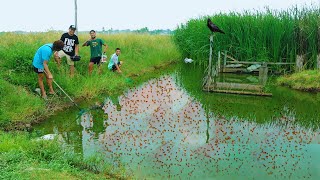 Amazing Modern Betta Fish Farming Technique Why do Fish Need Live foods Catching & Feeding Daphnia