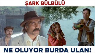 Şark Bülbülü Türk Filmi | Ağa Şaban'ı Ormanda Basıyor! Kemal Sunal Filmleri