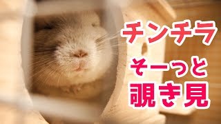 チンチラ隠れ家ハウスをそーっと覗き見してみたら、可愛い寝顔が見えました♡　Look into the chinchilla