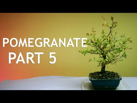Pomegranate Bonsai, from