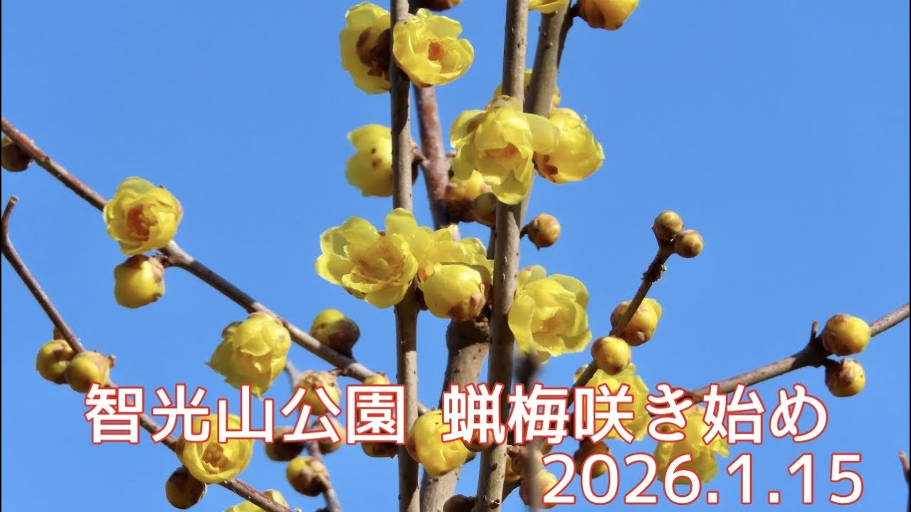 狭山市 智光山公園の蝋梅 咲き始めました。春、遠からじ。2026.1.15