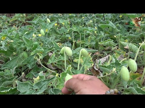 Video: Deli salatalık bitkisi: özellikleri, fotoğrafı, büyüdüğü yer, uygulama