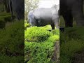 Trissur Park #youtubeshorts #shortsfeed #travel