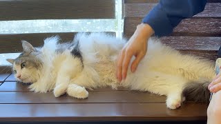 Seriously, what kind of cat lies down like this at the vet?