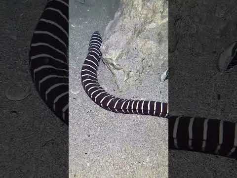 #scubadiving #beach #fishing #fishing #eel #crab #deepsea