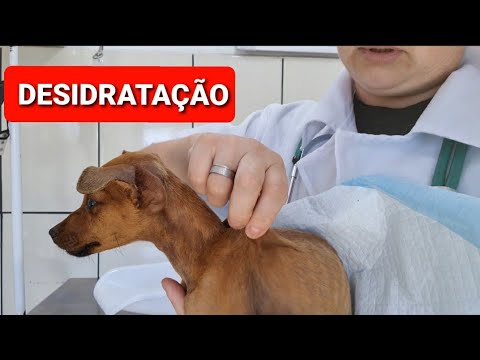 Vídeo: Desidratação Em Cães