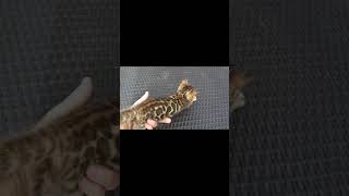 Bella Update Video Week 6  #shorts #animals #kittens #kajacattery #cute